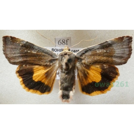 Noctua janthe (Borkhausen, 1792) Rolnica przepaska Czech68f